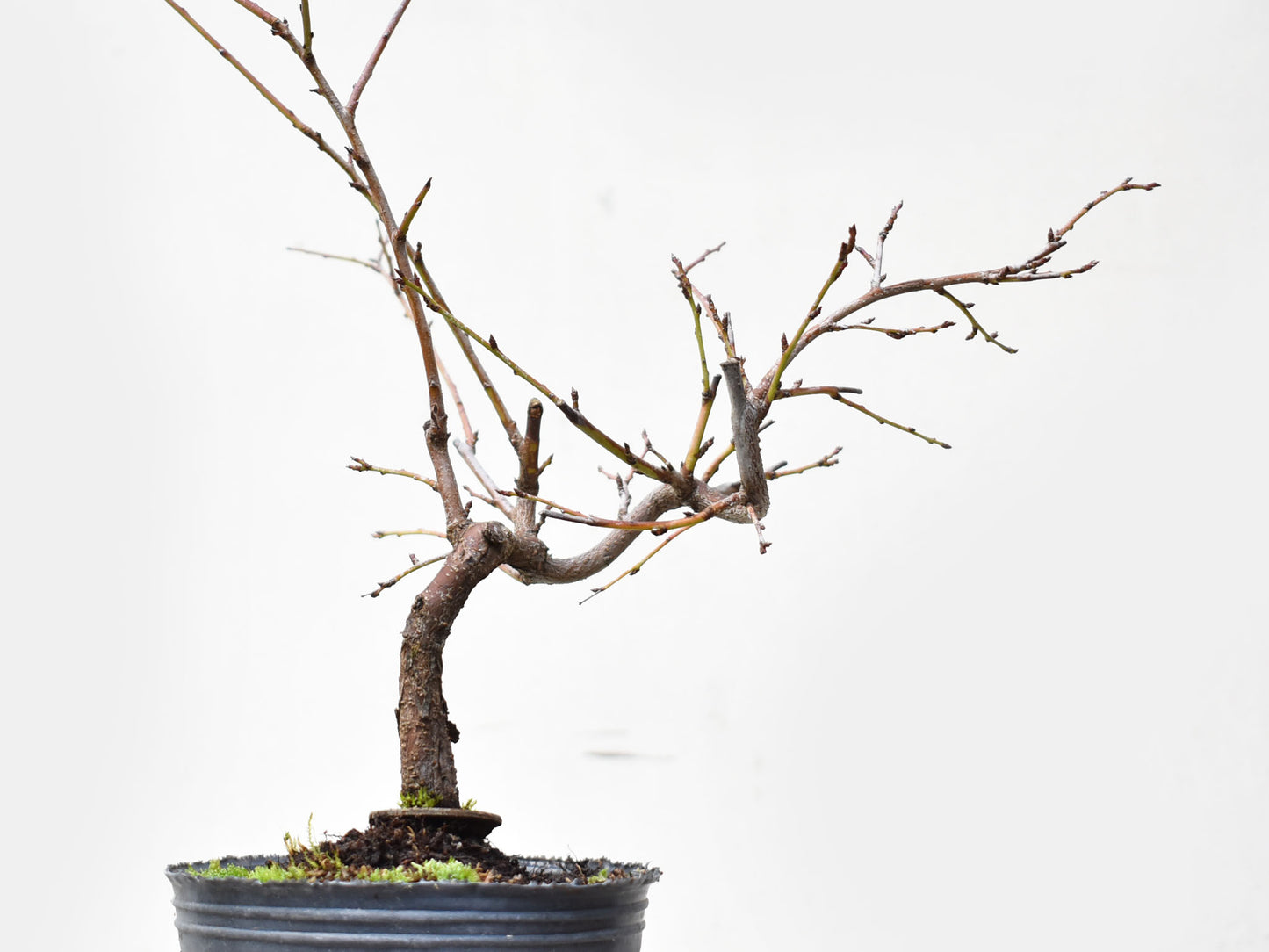 ENDRINO (Prunus Spinosa)