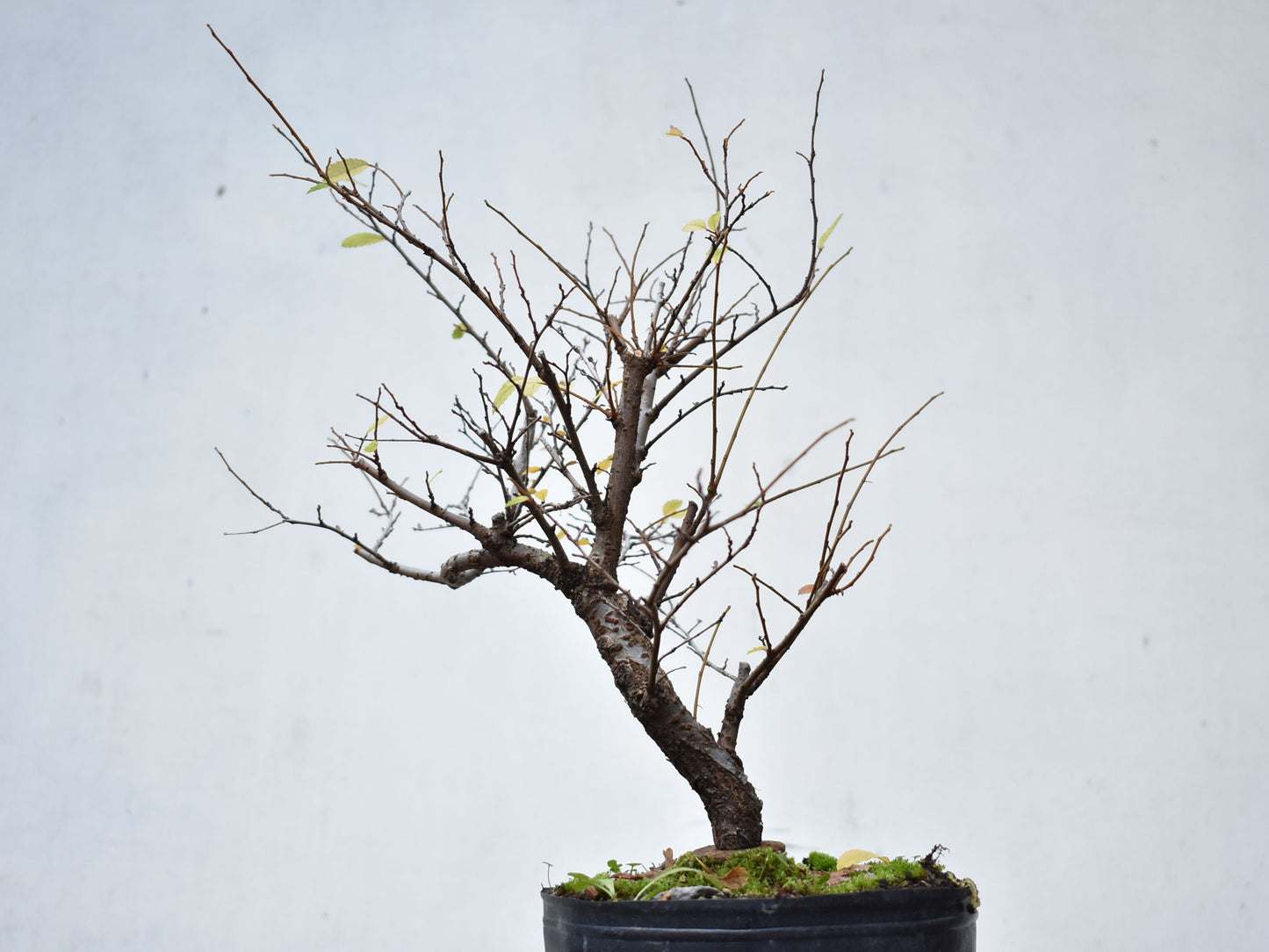 OLMO CHINO (Ulmus Parvifolia)