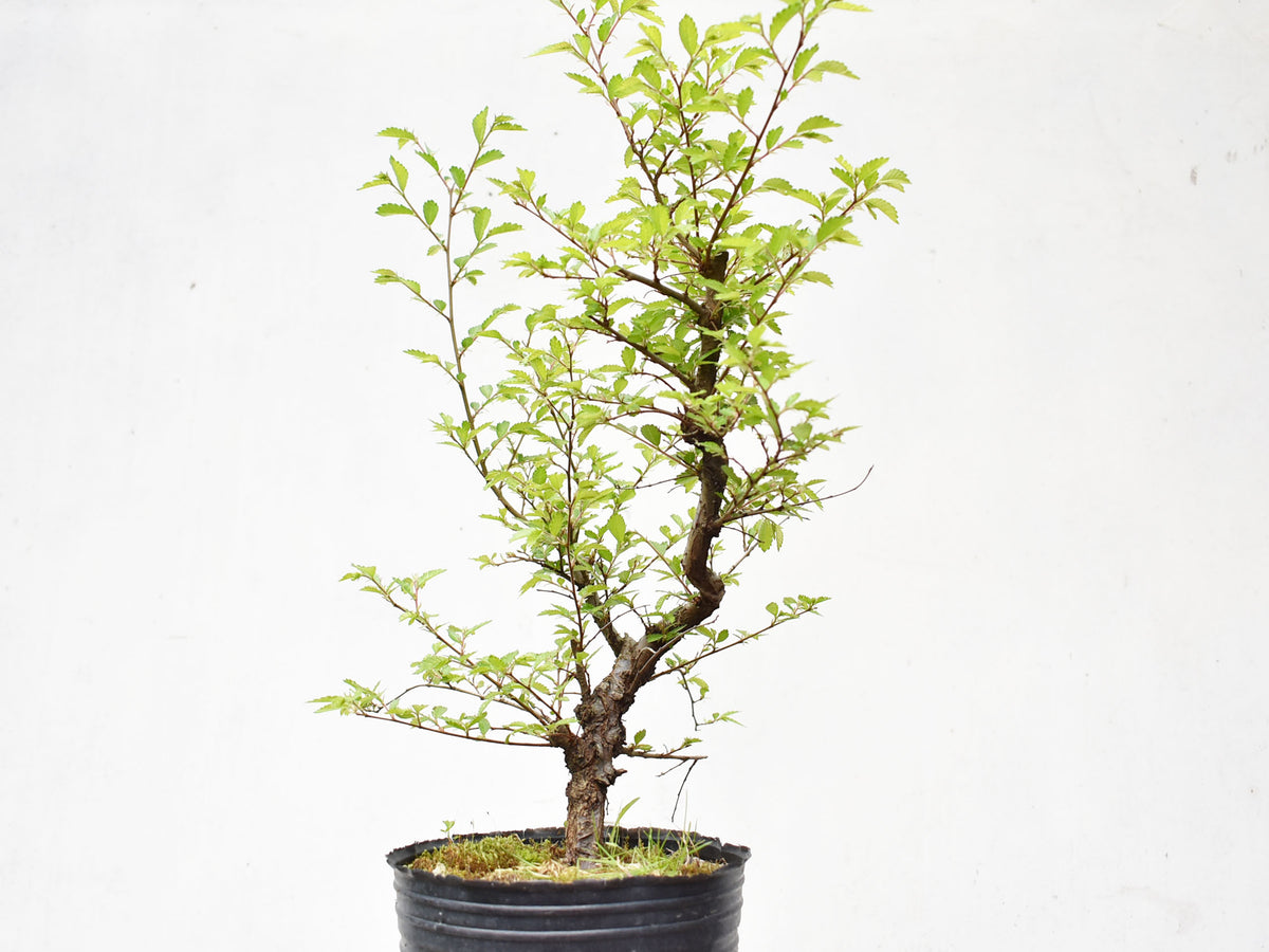 OLMO CHINO (Ulmus Parvifolia)