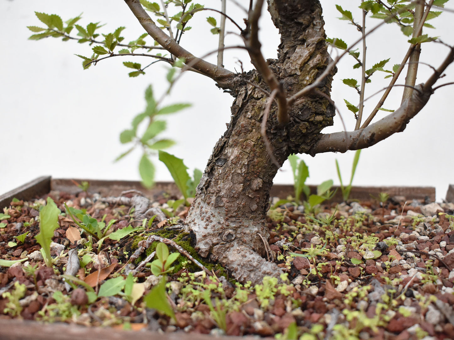 OLMO CHINO (Ulmus Parvifolia)