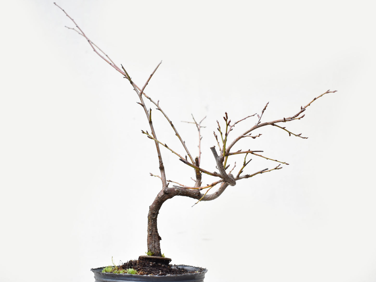 ENDRINO (Prunus Spinosa)