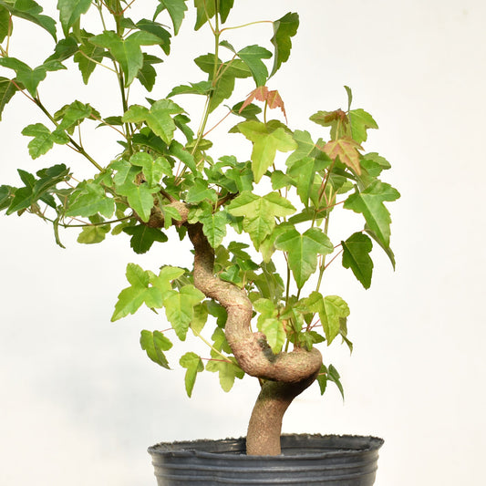 KAEDE (Arce Buergerianum)