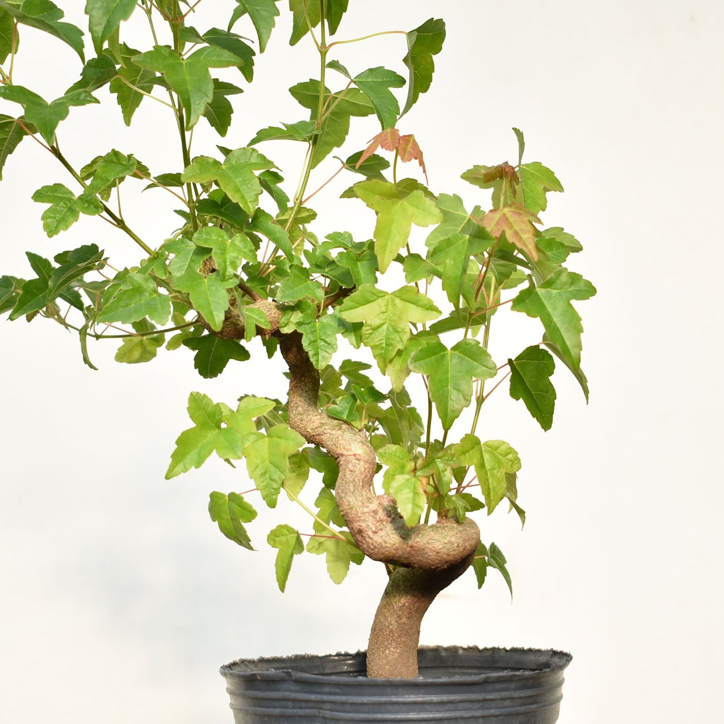 KAEDE (Arce Buergerianum)