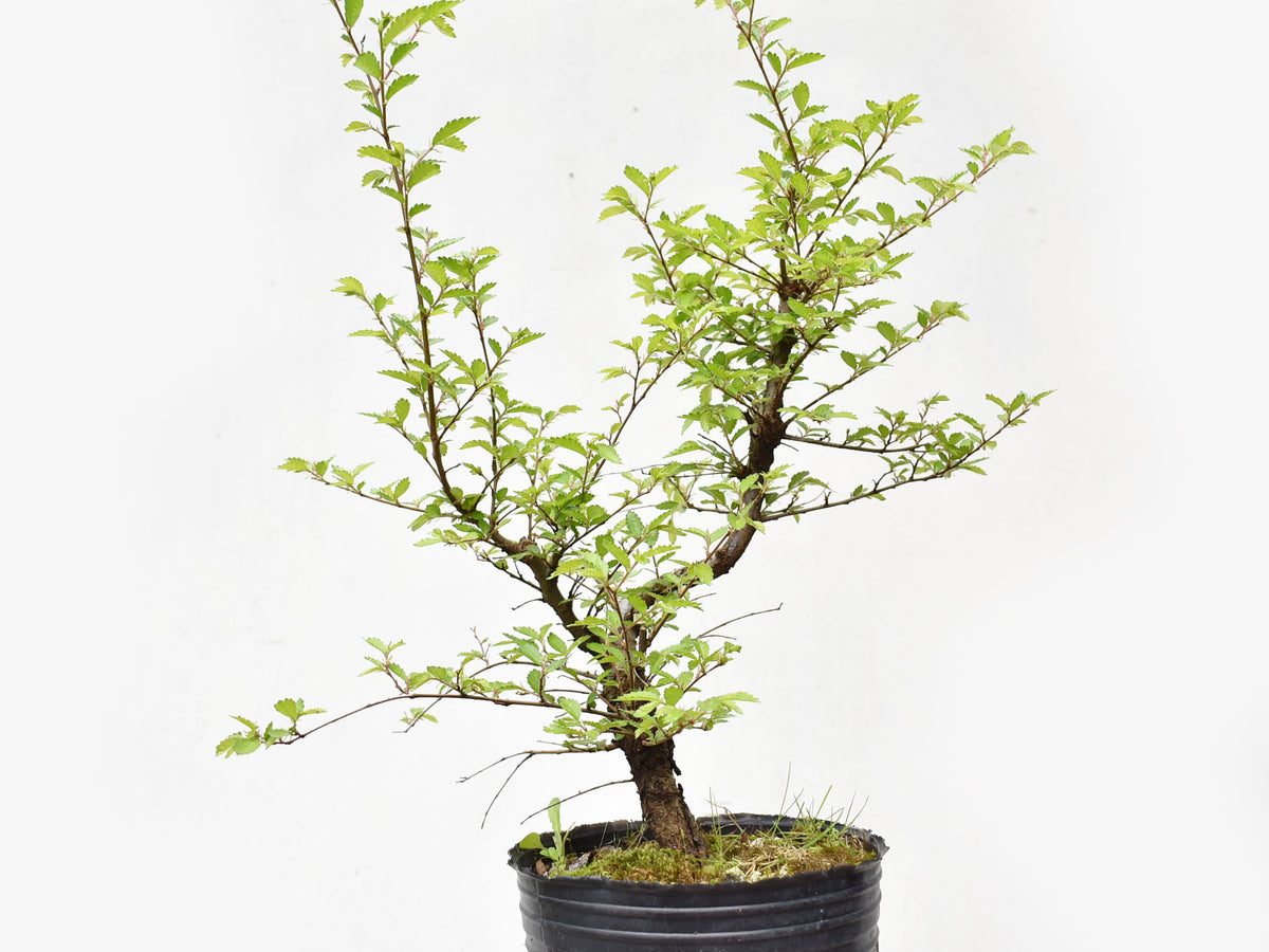 OLMO CHINO (Ulmus Parvifolia)