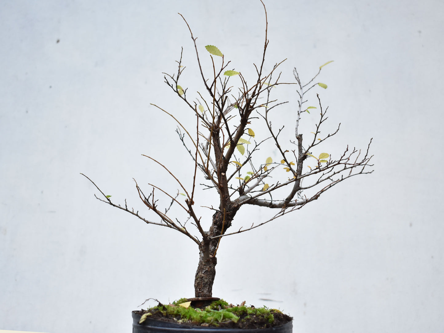 OLMO CHINO (Ulmus Parvifolia)