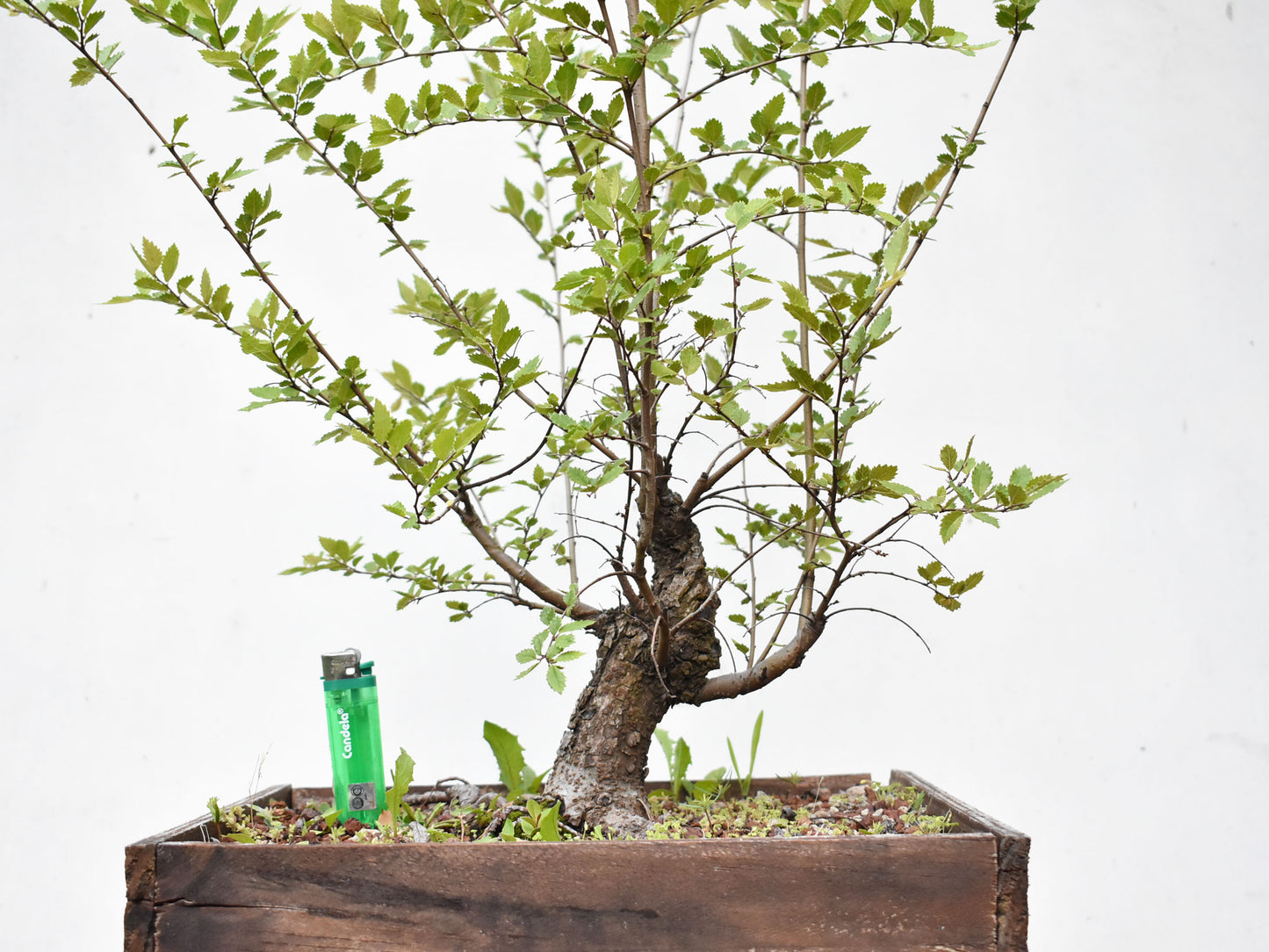 OLMO CHINO (Ulmus Parvifolia)