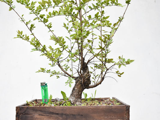 OLMO CHINO (Ulmus Parvifolia)