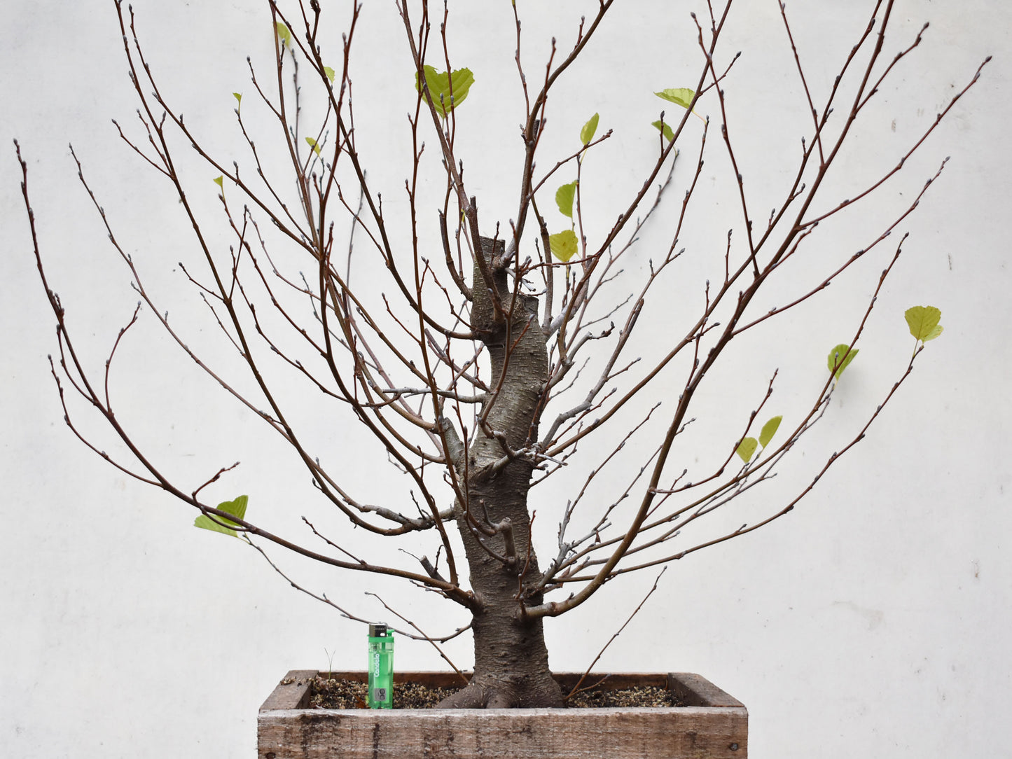 ALISO (Alnus Incana)