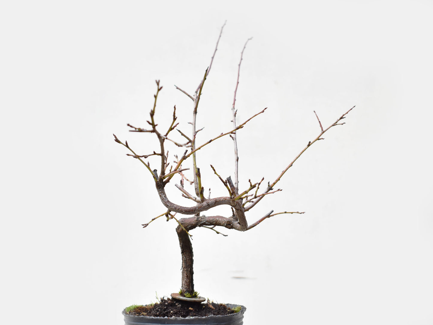 ENDRINO (Prunus Spinosa)