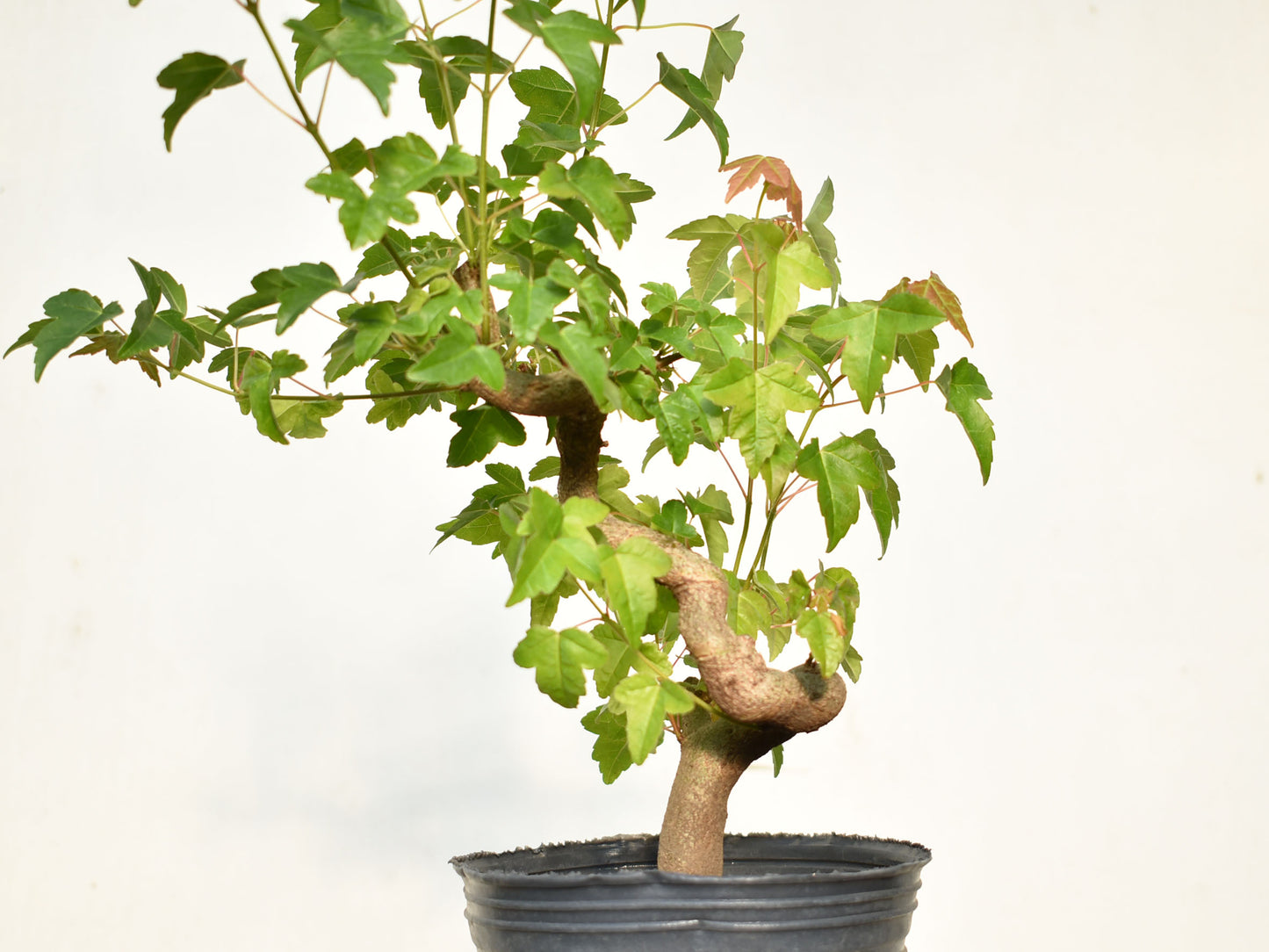 KAEDE (Arce Buergerianum)