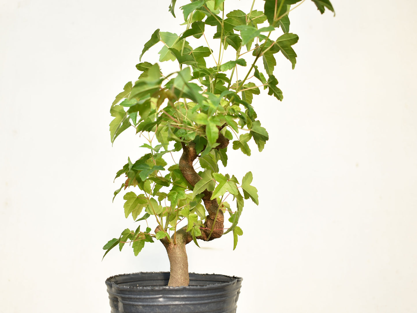 KAEDE (Arce Buergerianum)