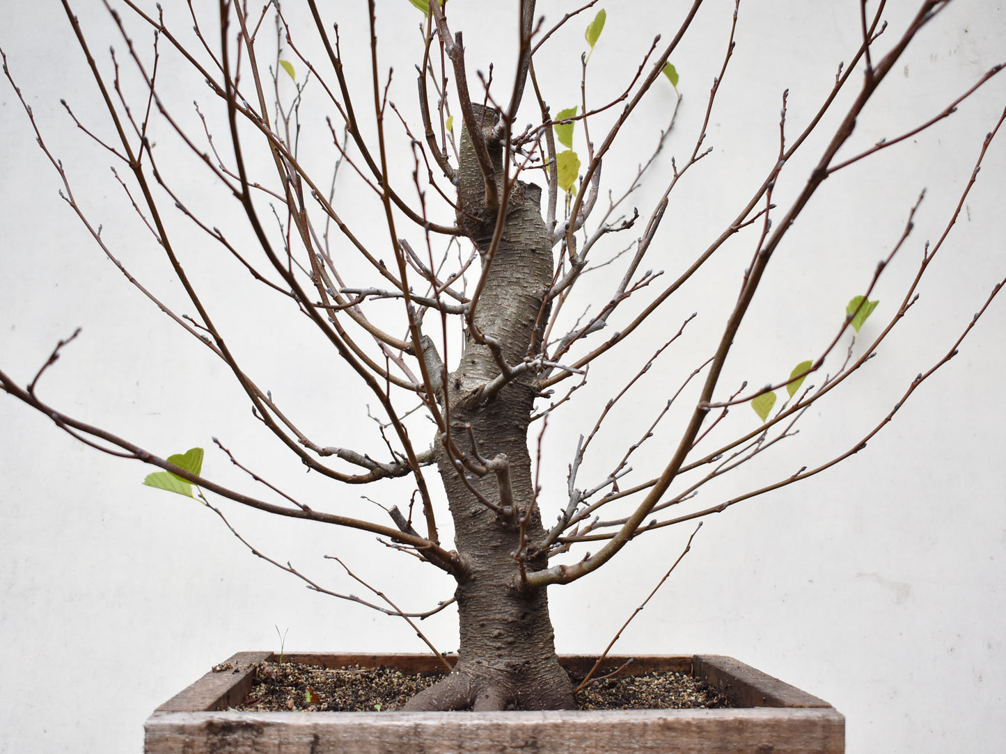 ALISO (Alnus Incana)