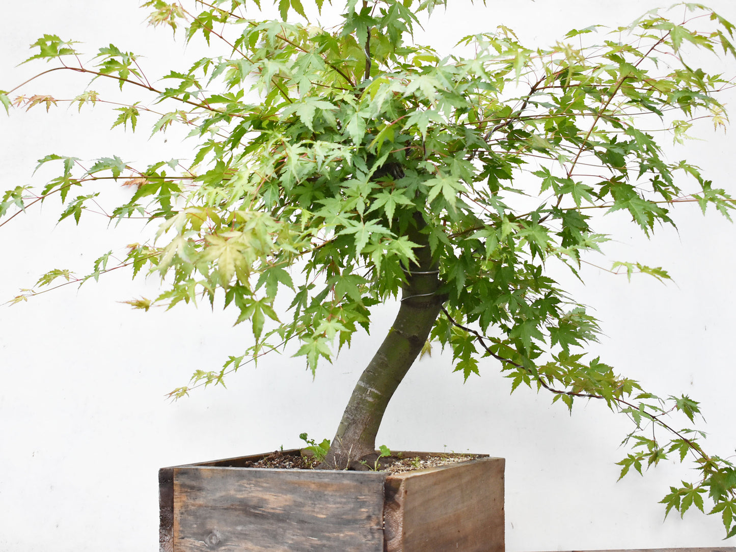 MOMIJI (Acer palmatum)