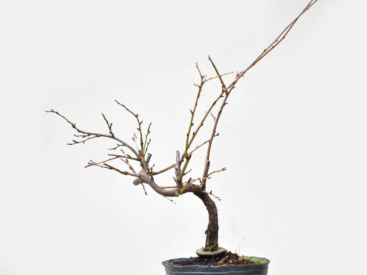 ENDRINO (Prunus Spinosa)
