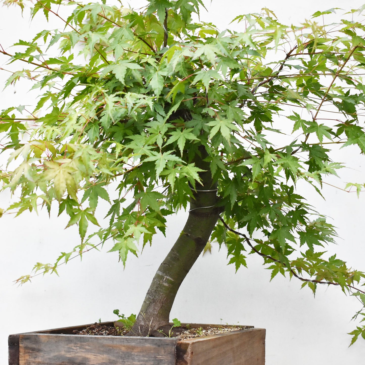 MOMIJI (Acer palmatum)