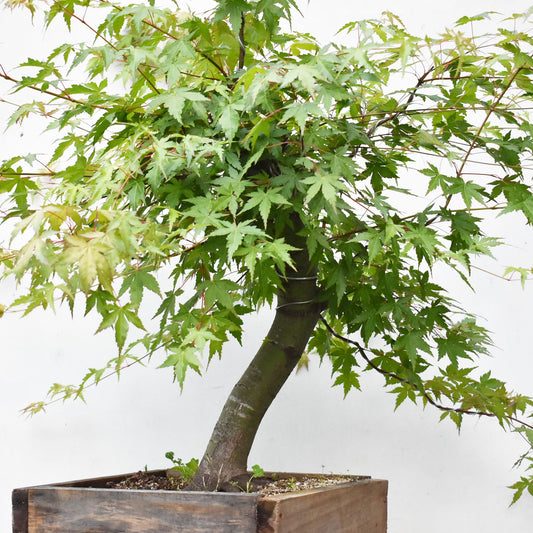 MOMIJI (Acer palmatum)