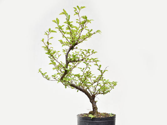OLMO CHINO (Ulmus Parvifolia)