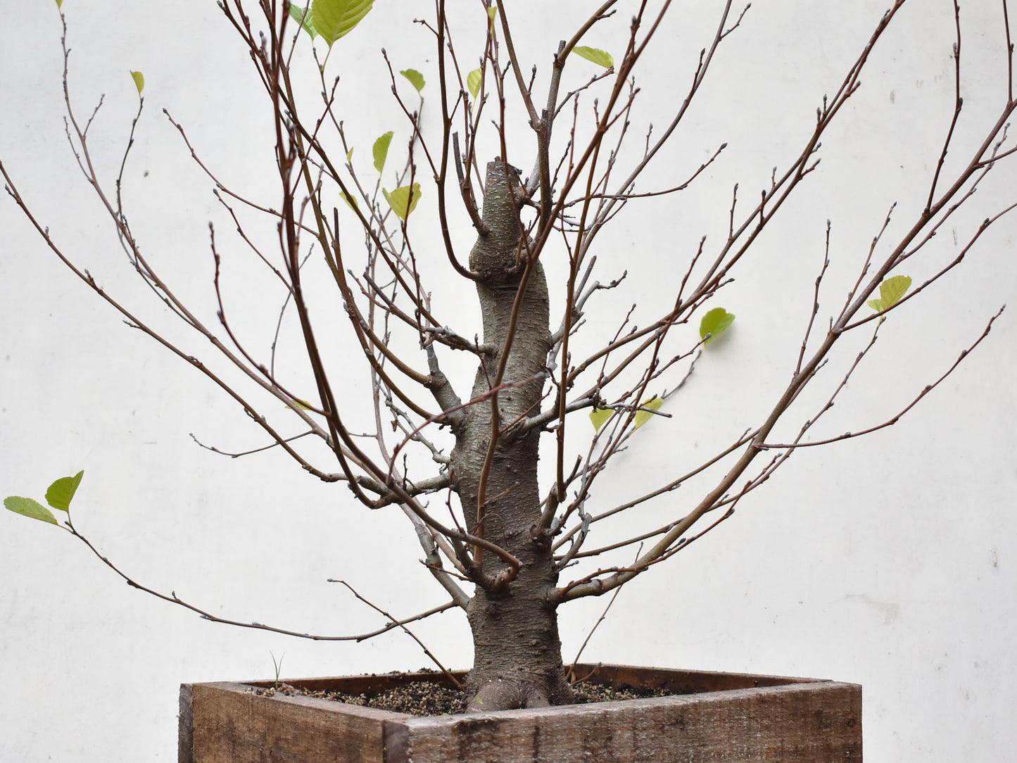 ALISO (Alnus Incana)