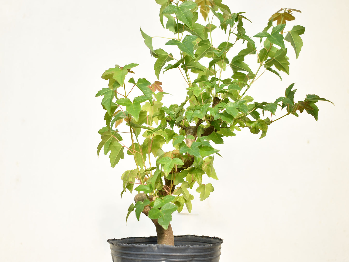 KAEDE (Arce Buergerianum)