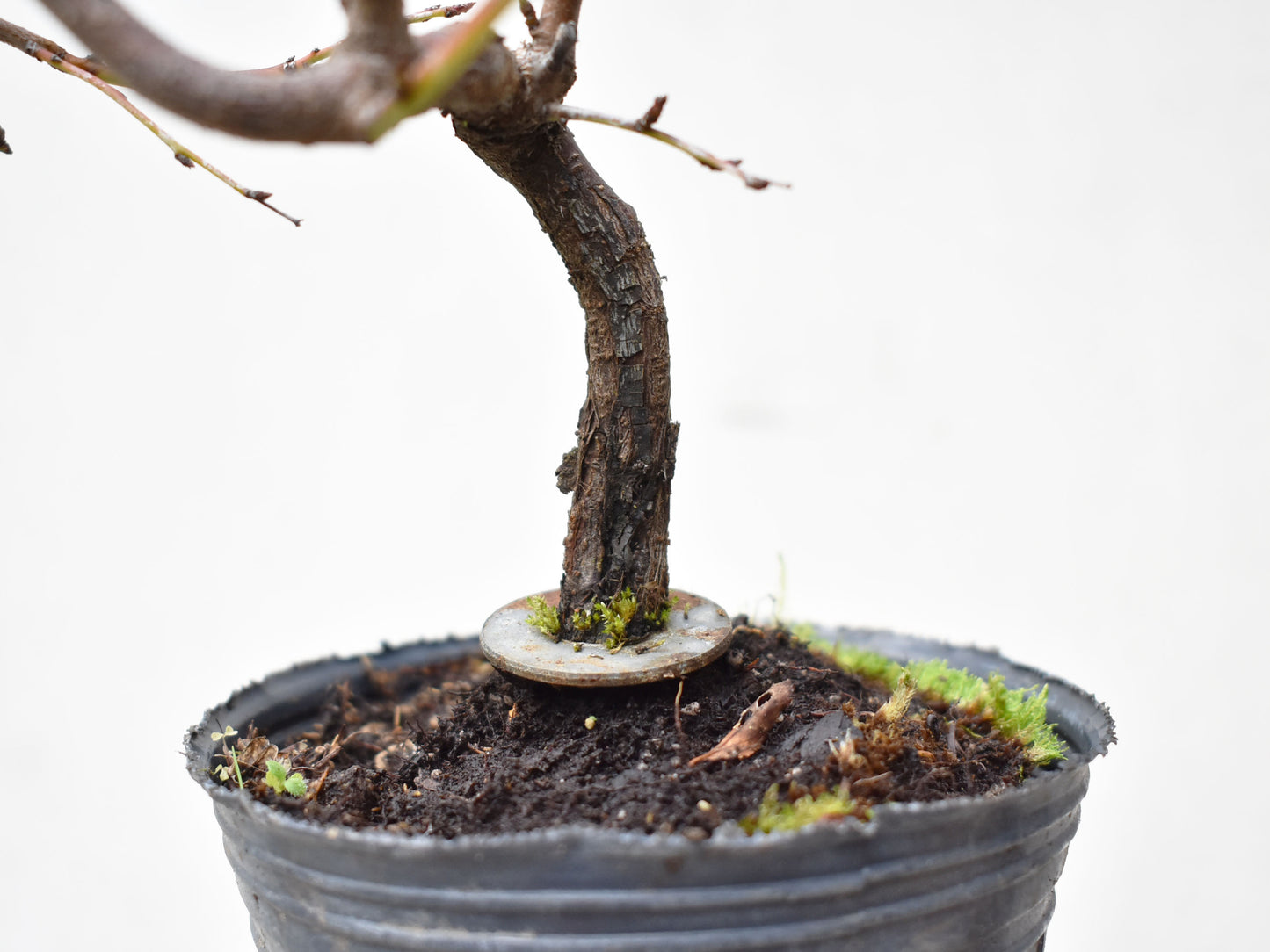 ENDRINO (Prunus Spinosa)
