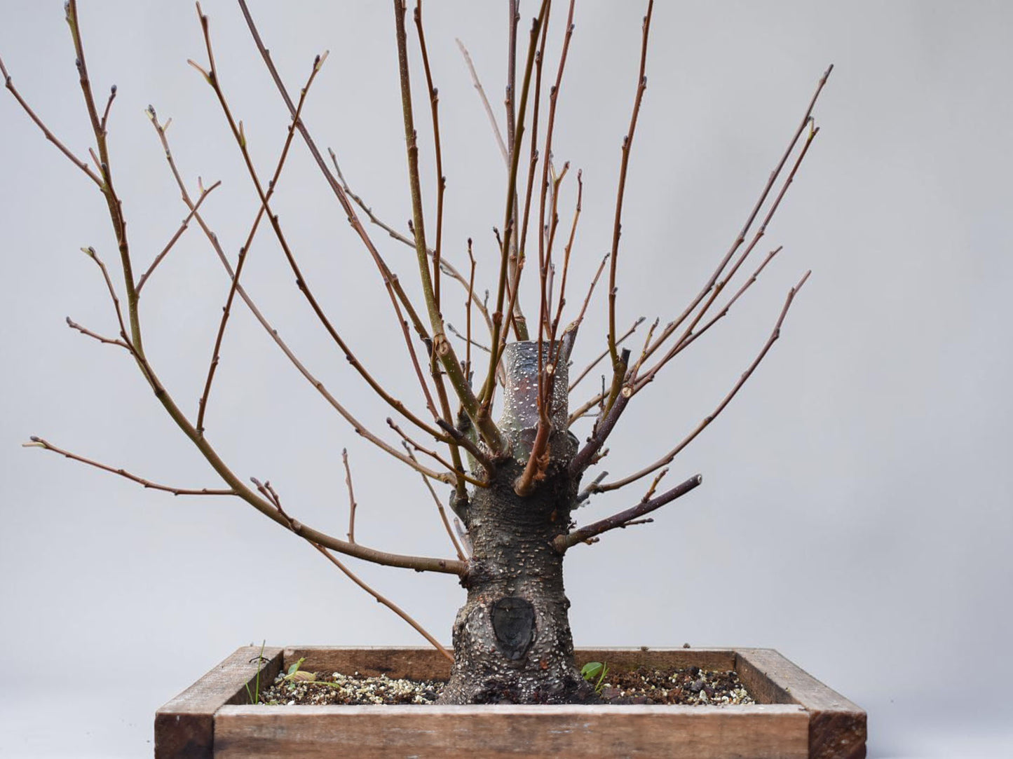 ALISO (Alnus Glutinosa)