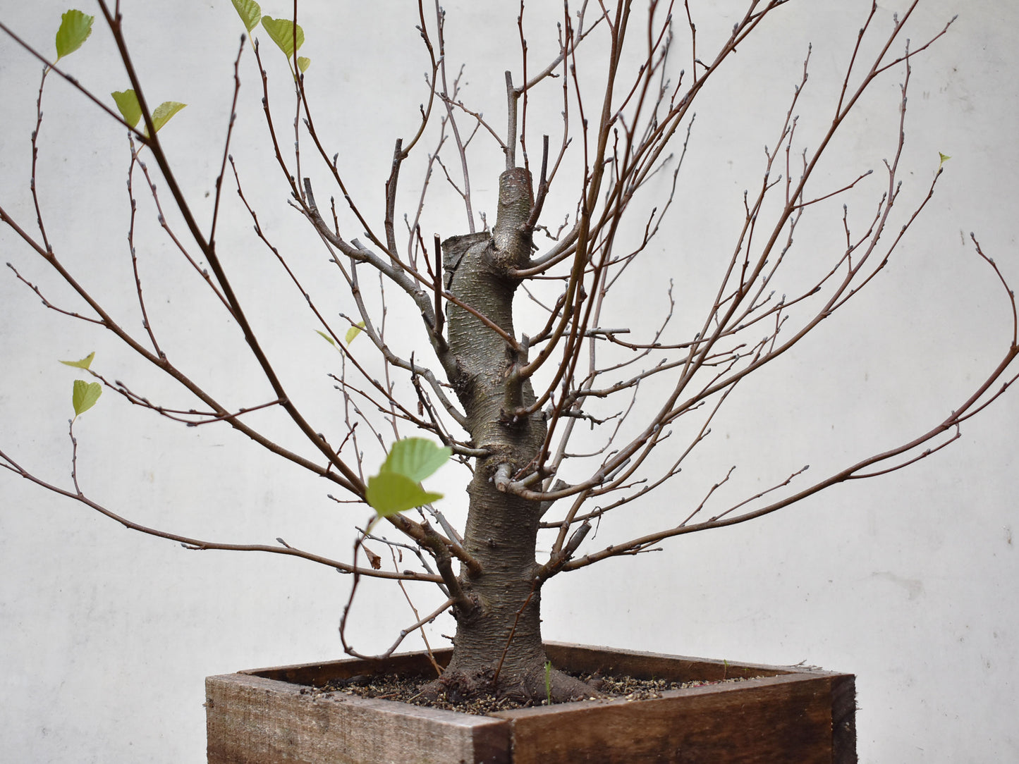 ALISO (Alnus Incana)