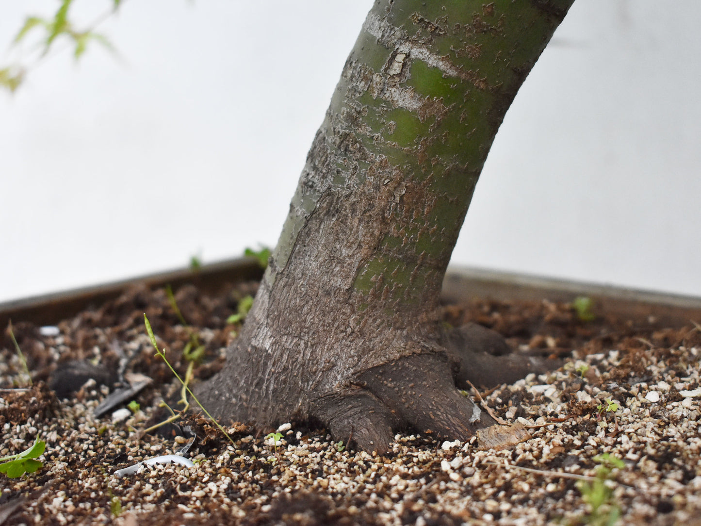 MOMIJI (Acer palmatum)