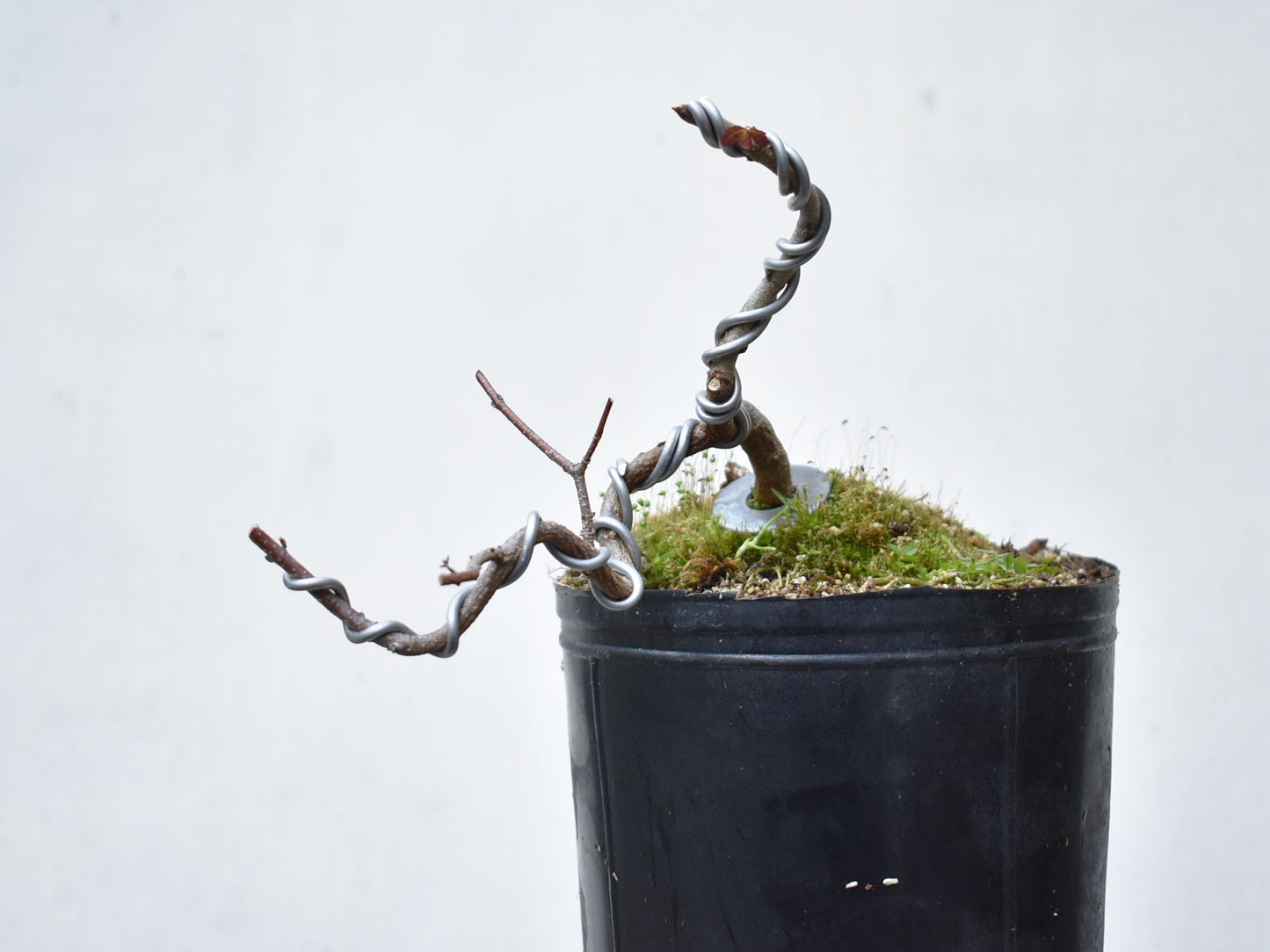 KAEDE (Arce Buergerianum)