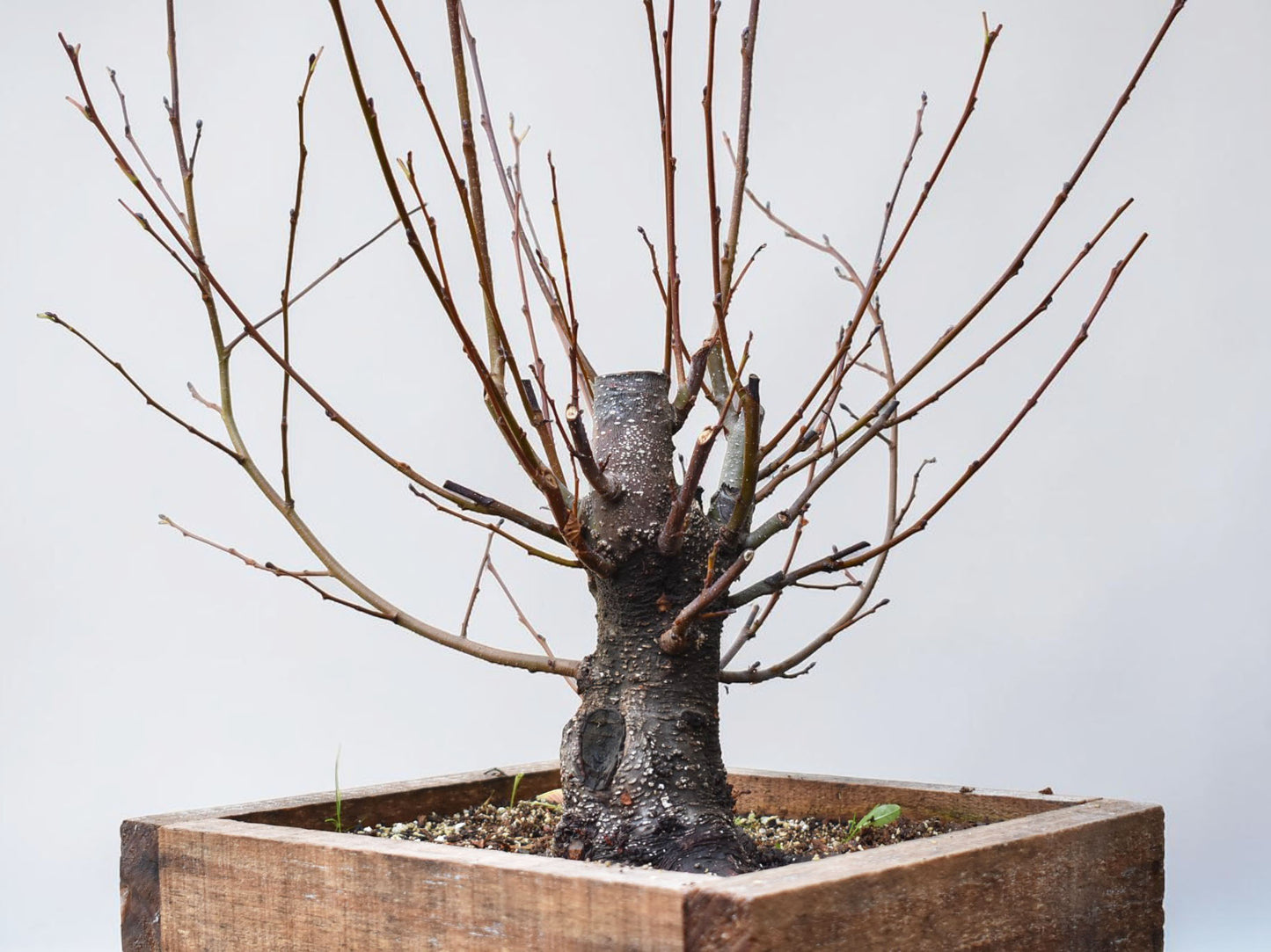 ALISO (Alnus Glutinosa)