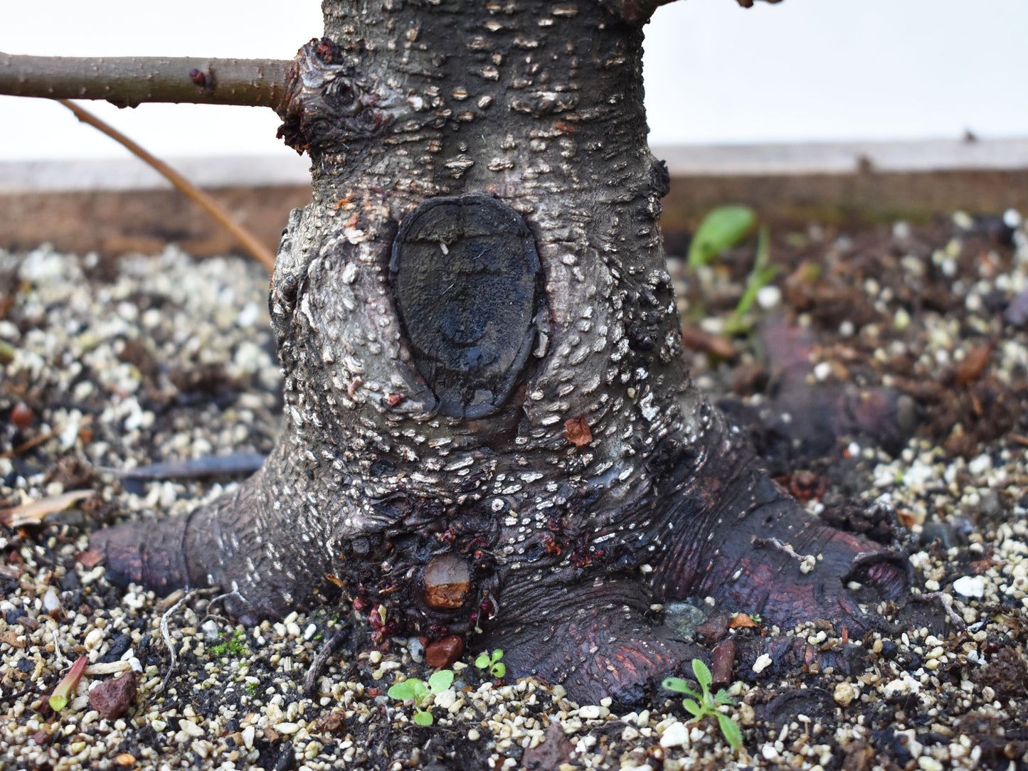 ALISO (Alnus Glutinosa)