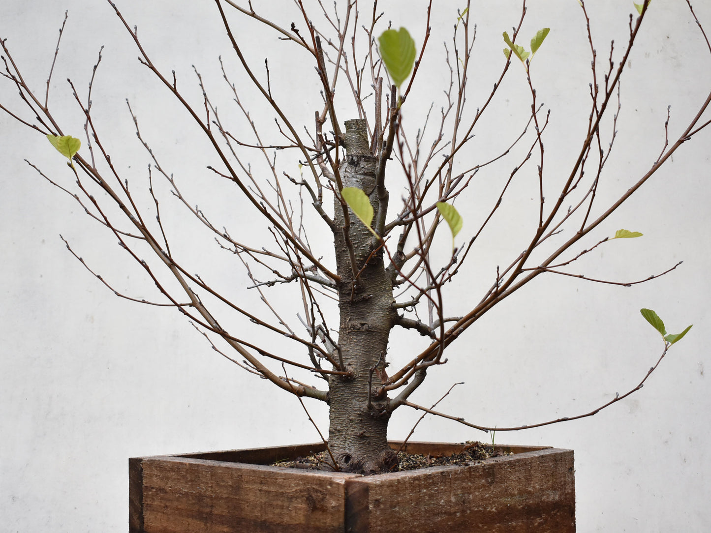 ALISO (Alnus Incana)