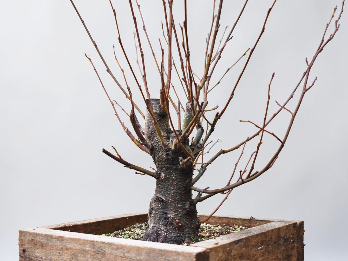 ALISO (Alnus Glutinosa)
