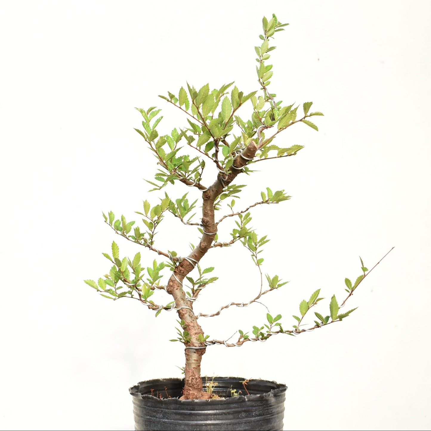 OLMO CHINO (Ulmus Parvifolia)