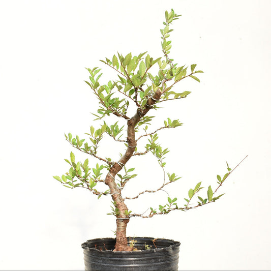 OLMO CHINO (Ulmus Parvifolia)