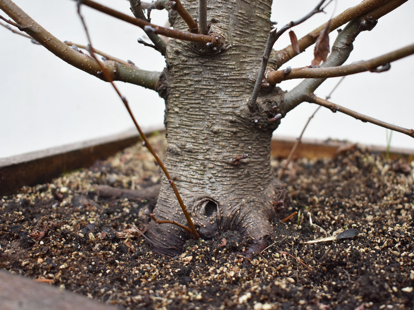 ALISO (Alnus Incana)