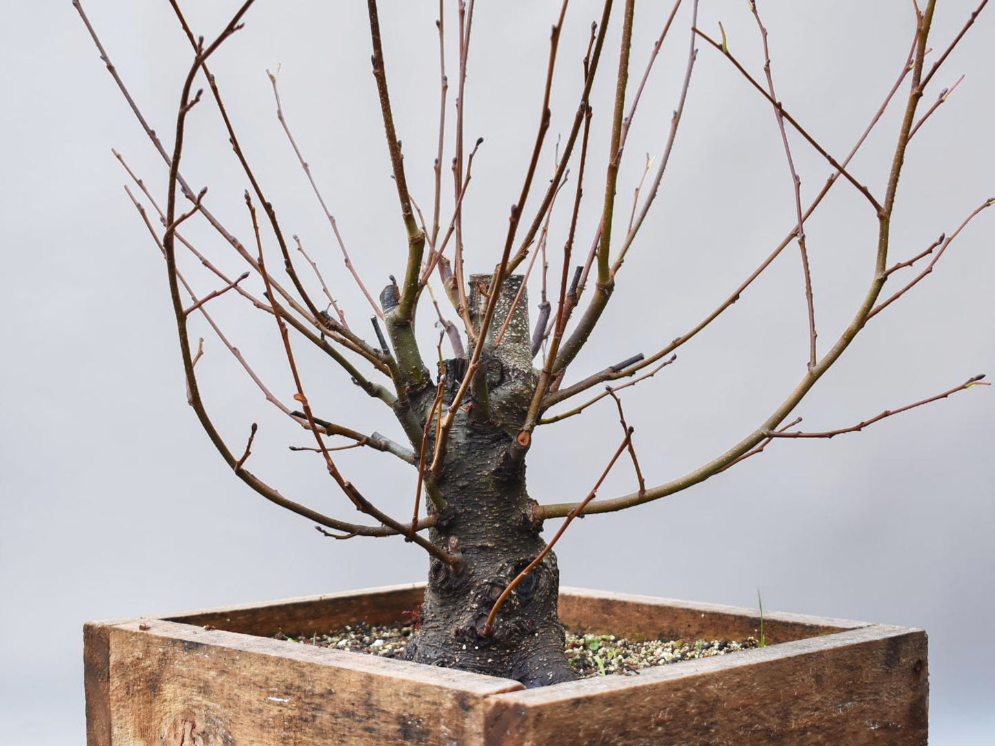 ALISO (Alnus Glutinosa)