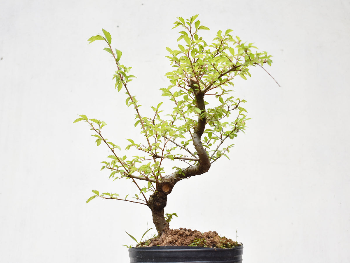 OLMO CHINO (Ulmus Parvifolia)