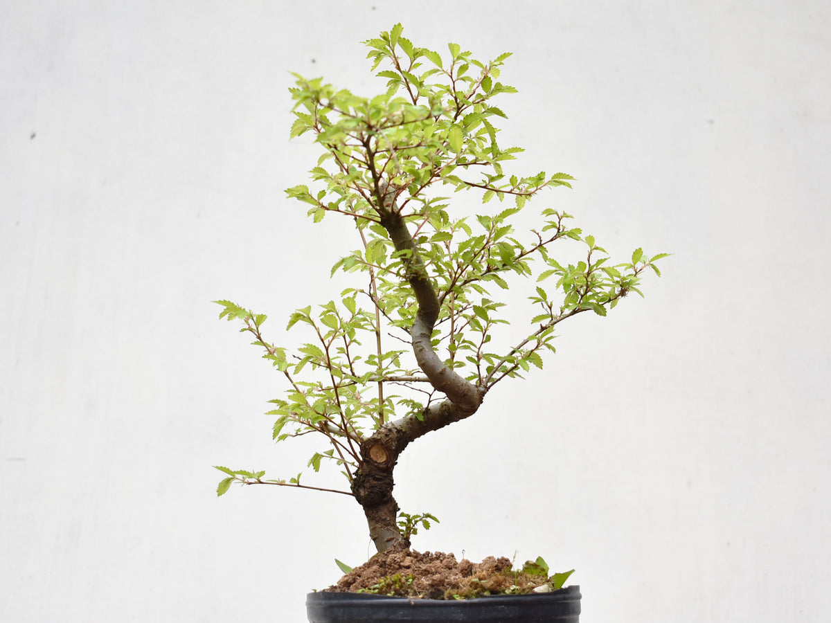 OLMO CHINO (Ulmus Parvifolia)