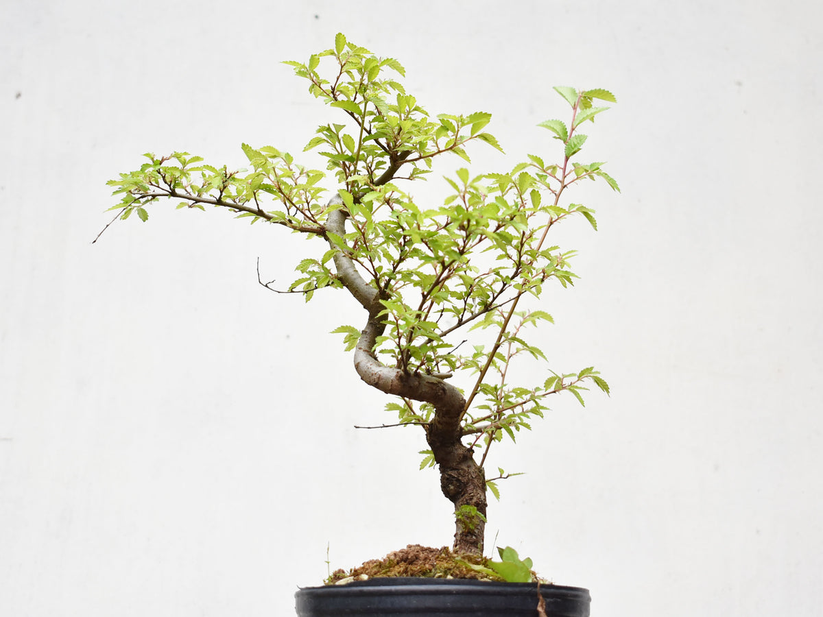 OLMO CHINO (Ulmus Parvifolia)