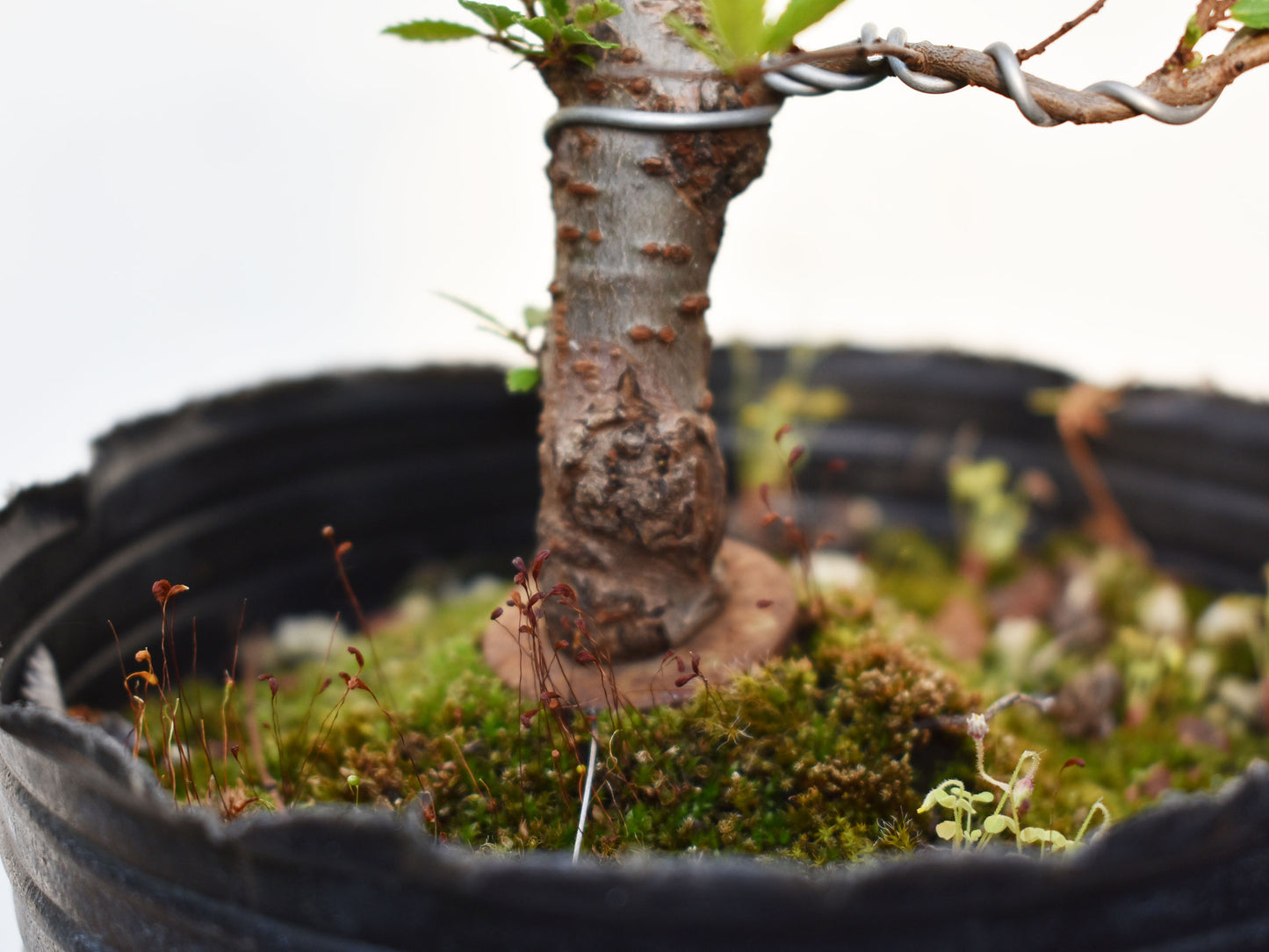 OLMO CHINO (Ulmus Parvifolia)