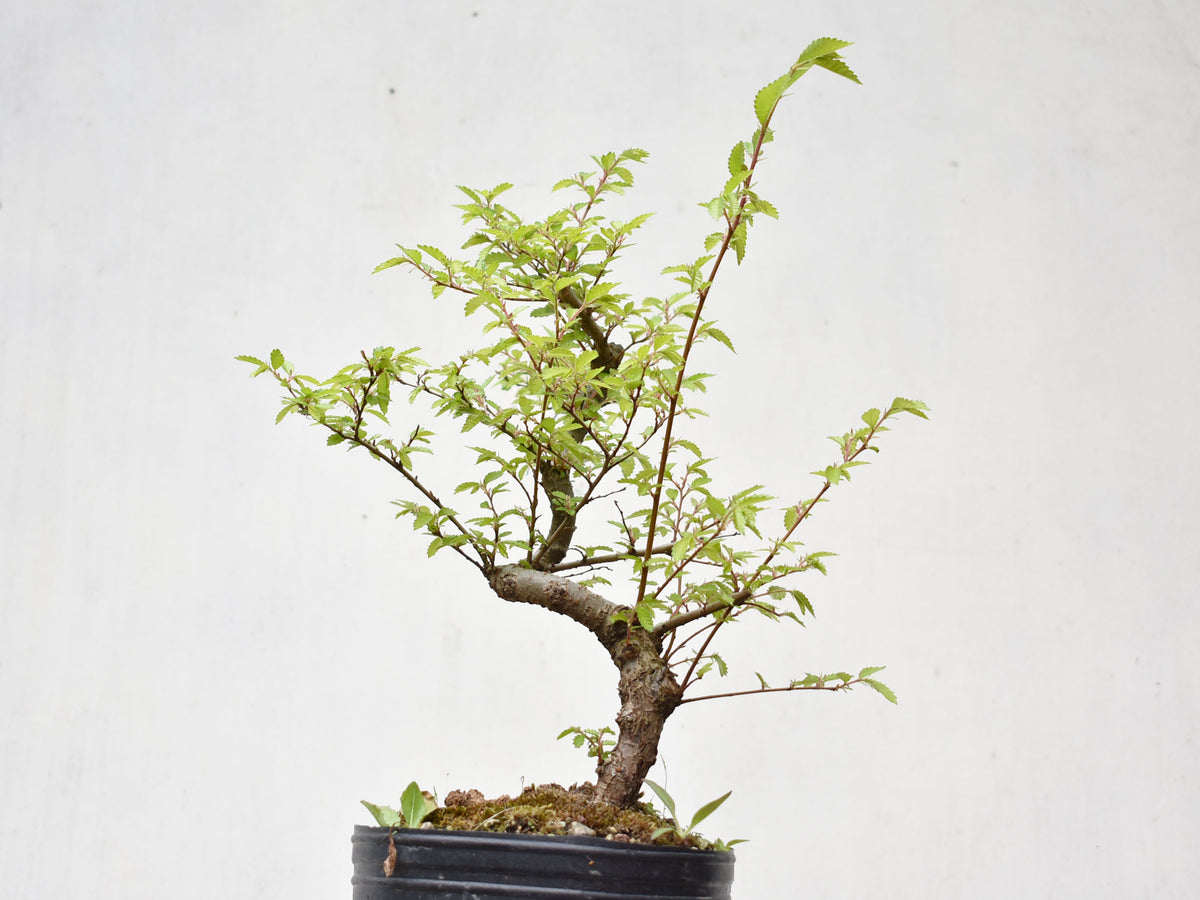 OLMO CHINO (Ulmus Parvifolia)