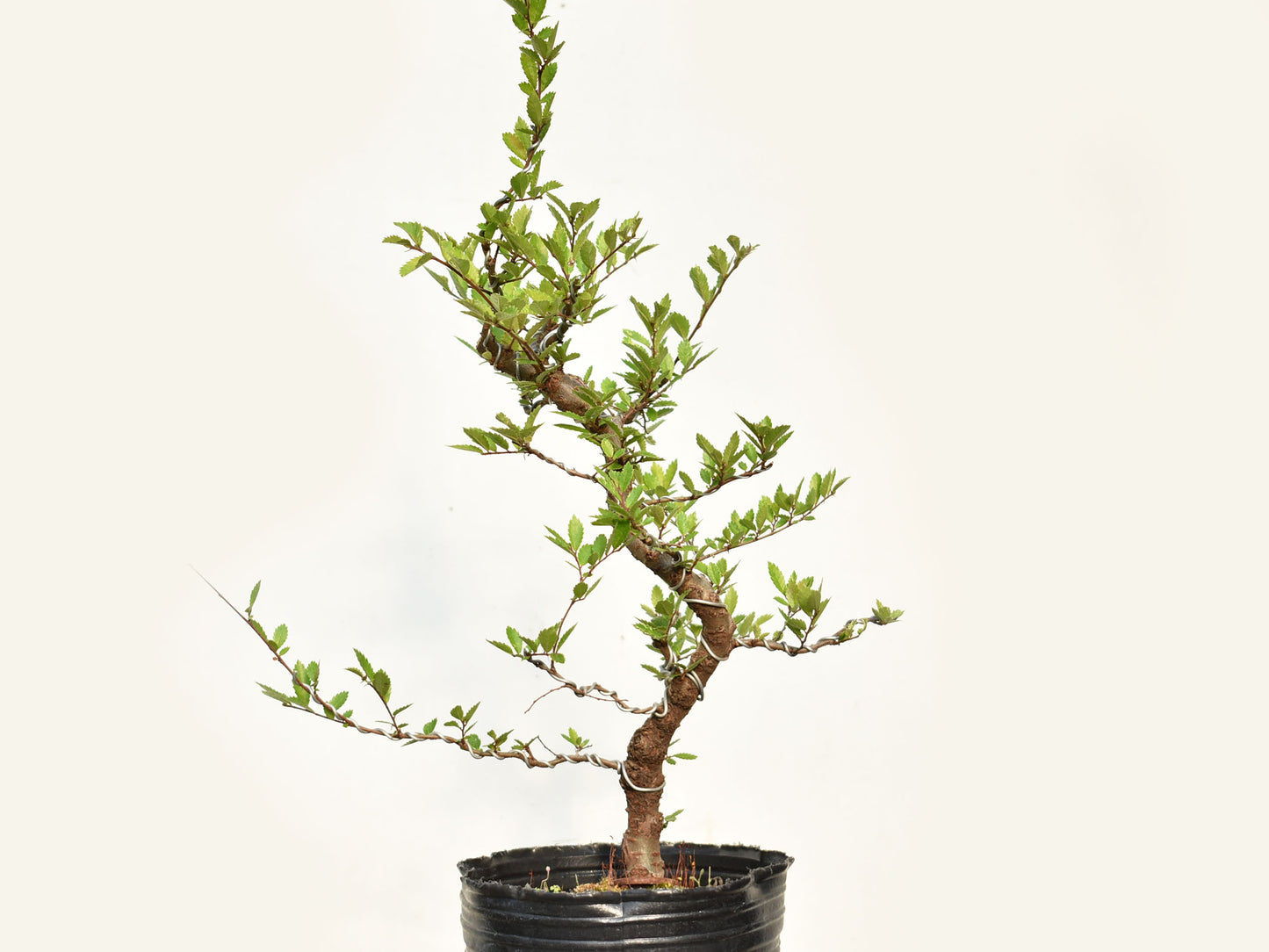 OLMO CHINO (Ulmus Parvifolia)