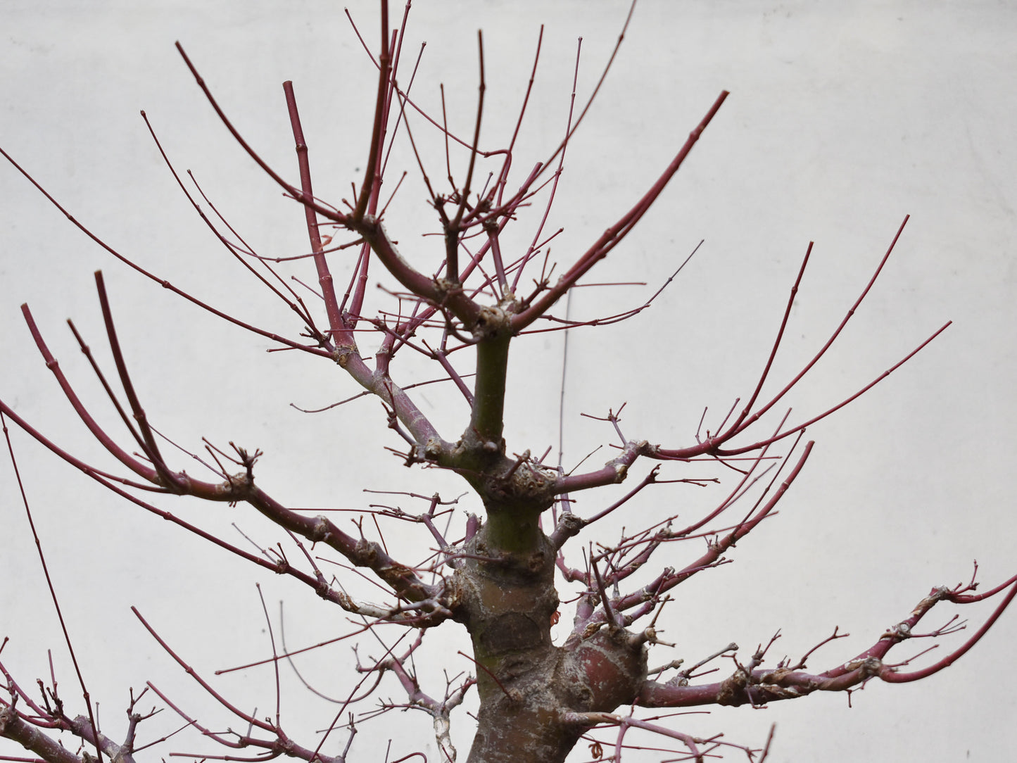 ARCE JAPONES (Acer Palmatum)