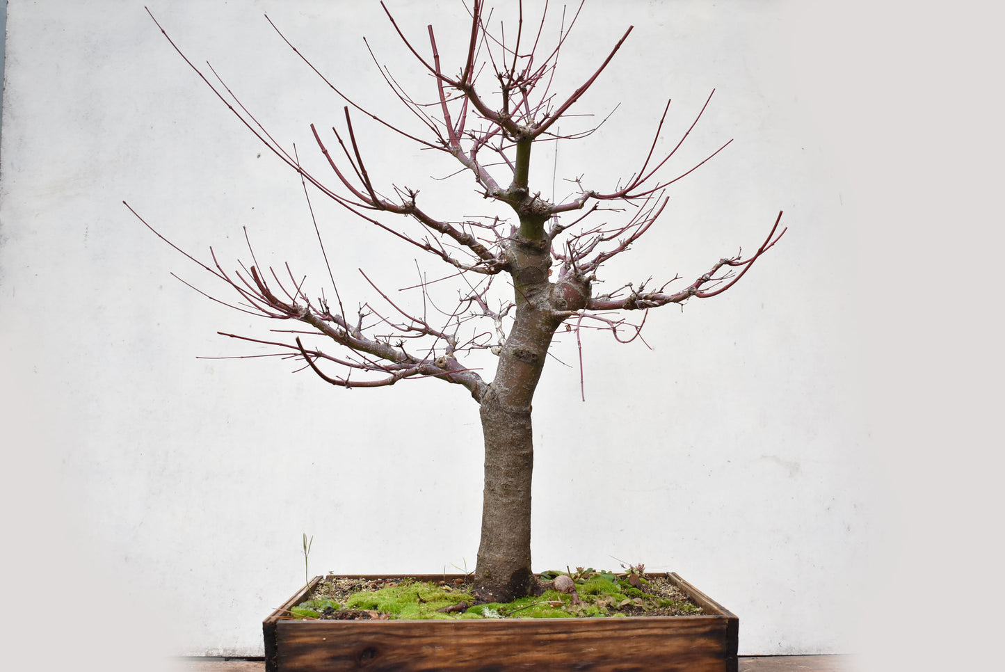 ARCE JAPONES (Acer Palmatum)