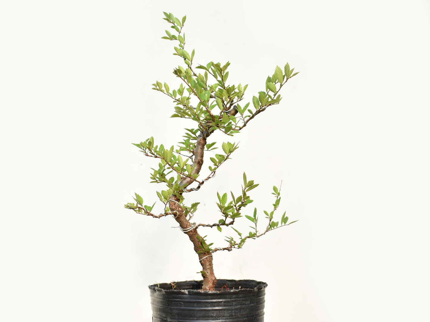 OLMO CHINO (Ulmus Parvifolia)