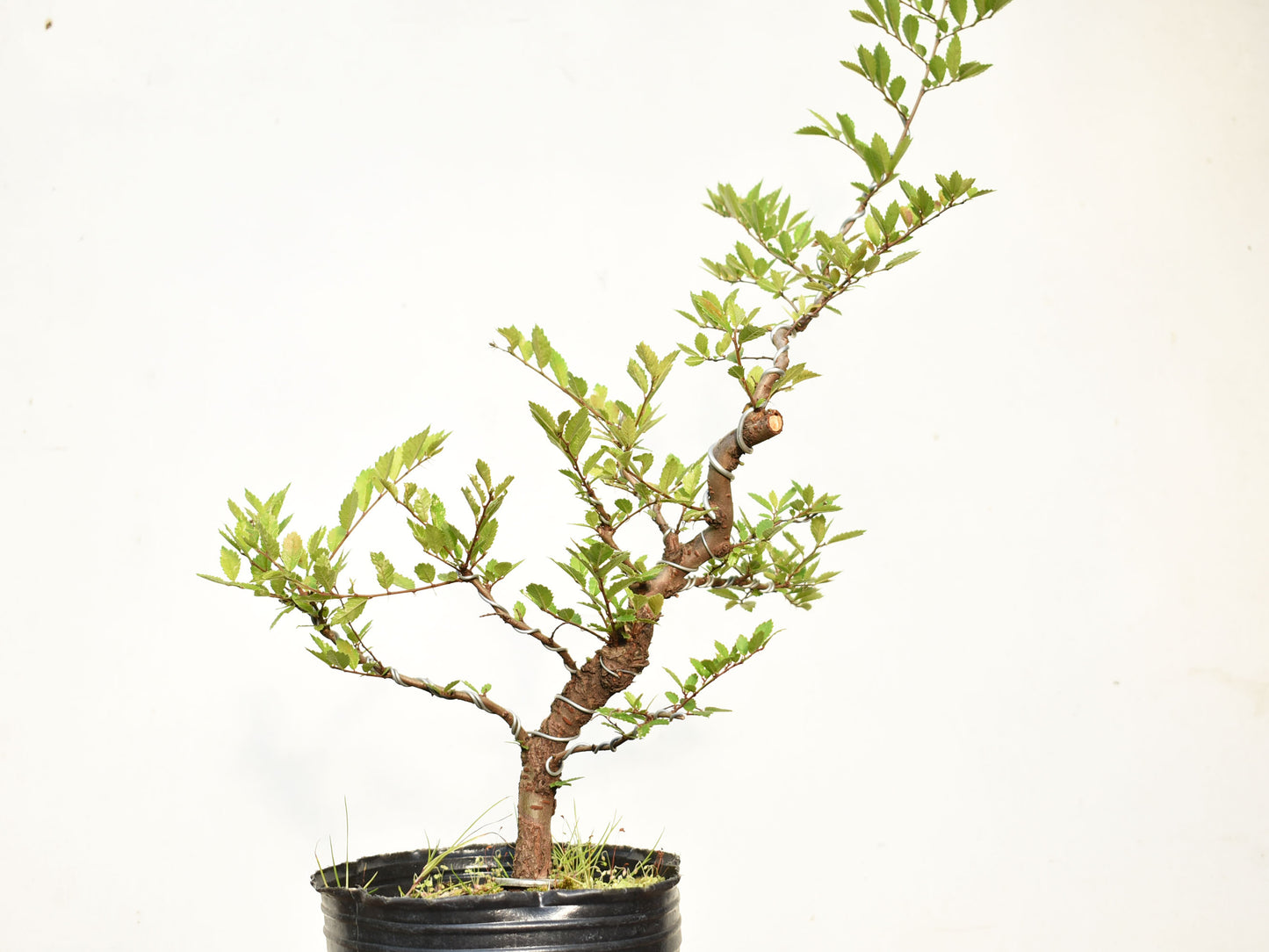 OLMO CHINO (Ulmus Parvifolia)