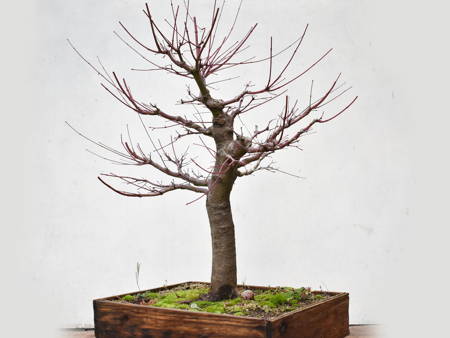 ARCE JAPONES (Acer Palmatum)
