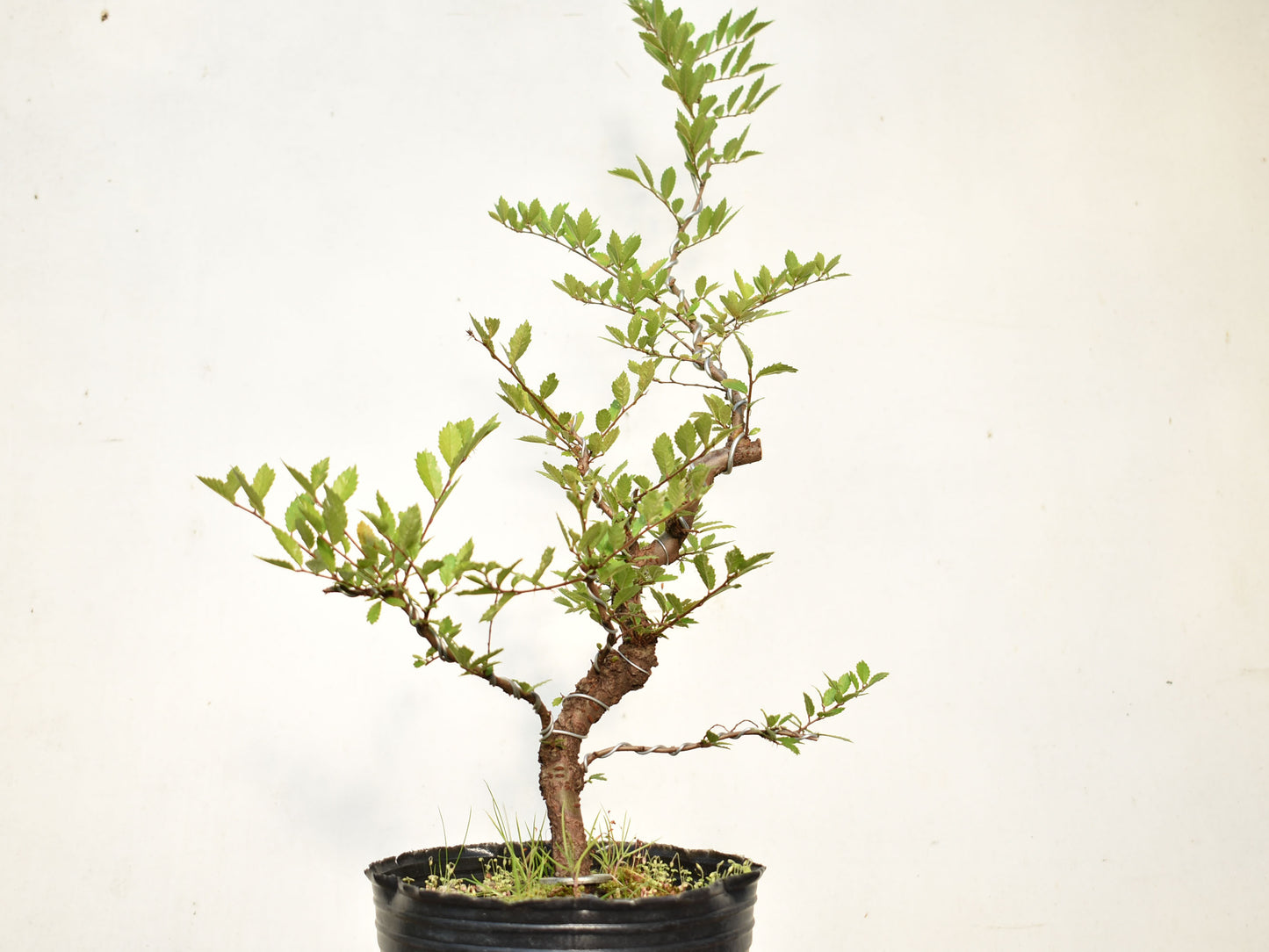 OLMO CHINO (Ulmus Parvifolia)