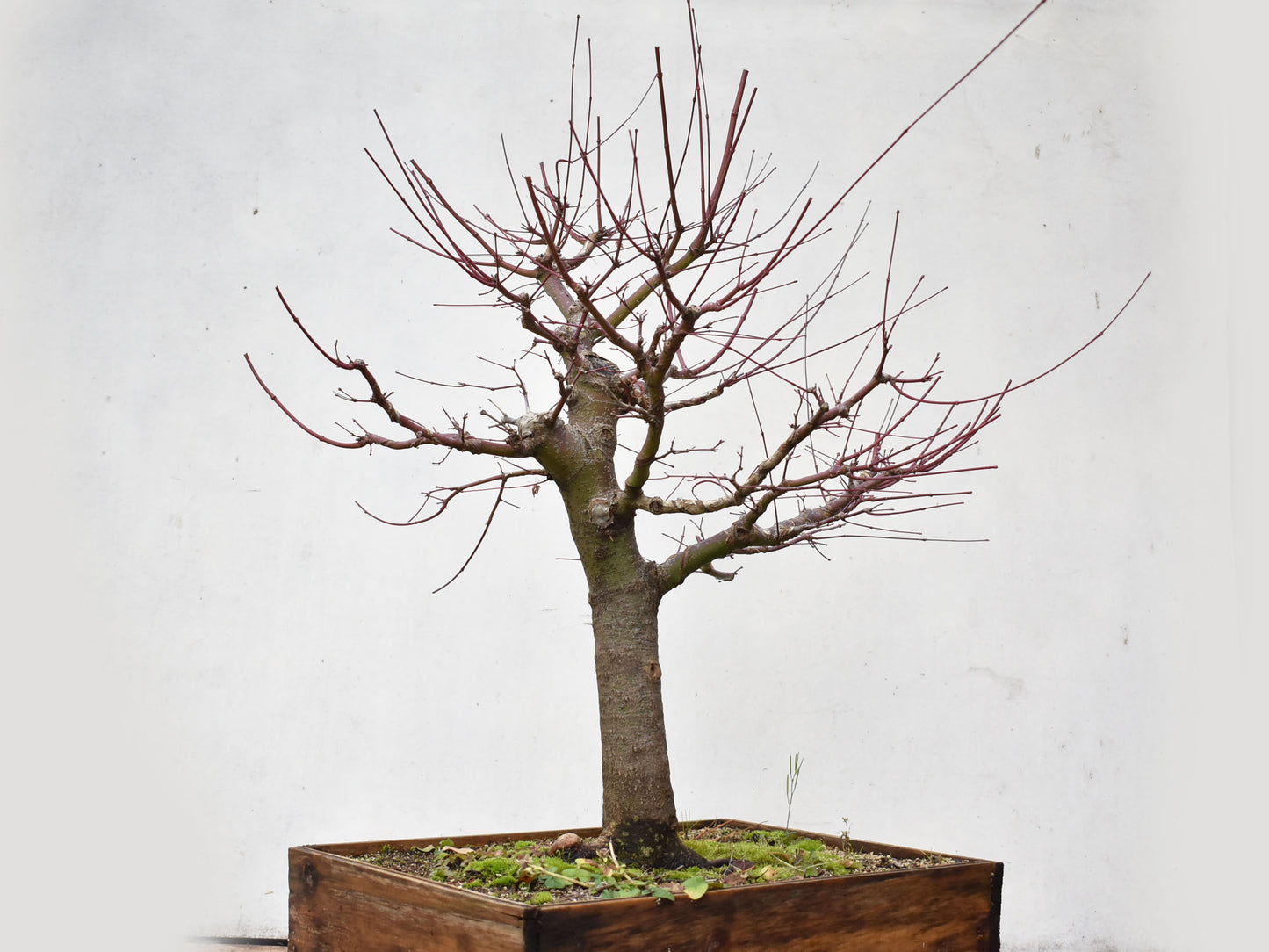 ARCE JAPONES (Acer Palmatum)