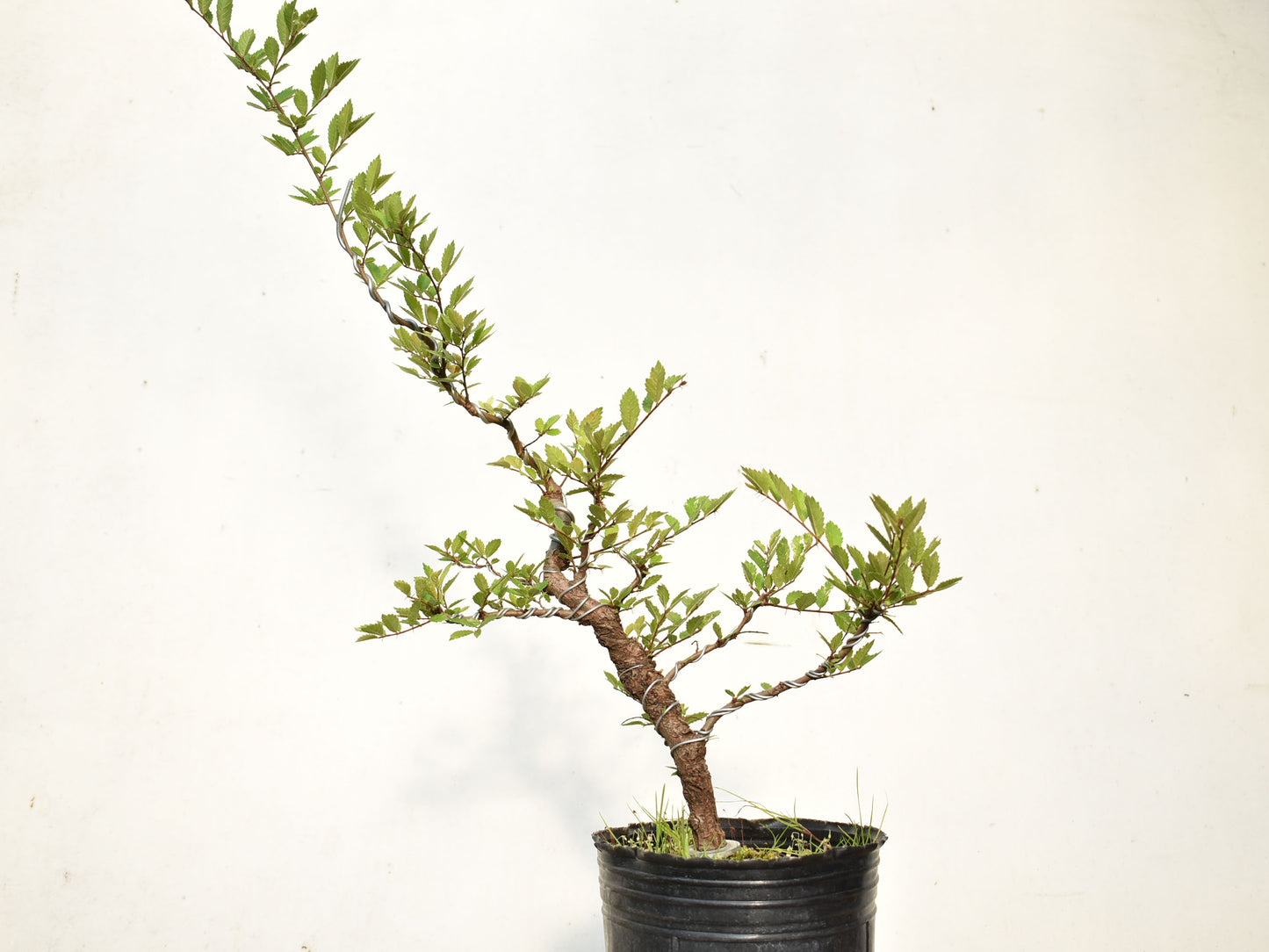 OLMO CHINO (Ulmus Parvifolia)